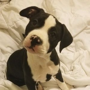 Meet your Posher, Monica